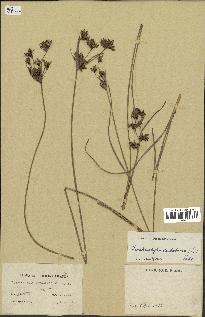 spécimen de Fimbristylis dichotoma