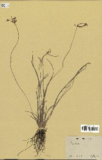 spécimen de Fimbristylis dichotoma