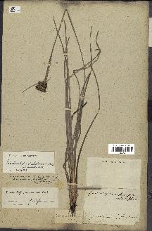 spécimen de Fimbristylis dichotoma