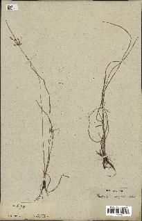 spécimen de Fimbristylis dichotoma