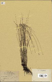 spécimen de Fimbristylis dichotoma