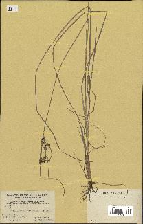 spécimen de Fimbristylis dichotoma