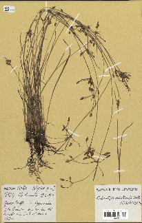 spécimen de Fimbristylis dichotoma
