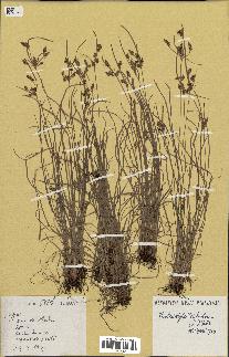 spécimen de Fimbristylis dichotoma