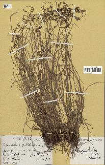 spécimen de Fimbristylis dichotoma