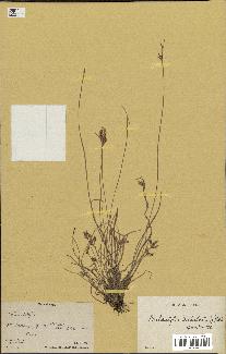 spécimen de Fimbristylis dichotoma