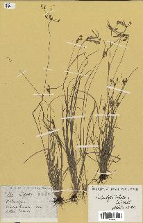 spécimen de Fimbristylis dichotoma