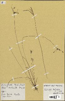spécimen de Fimbristylis dichotoma