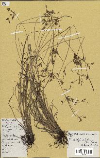 spécimen de Fimbristylis dichotoma