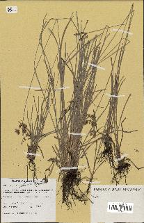 spécimen de Fimbristylis dichotoma