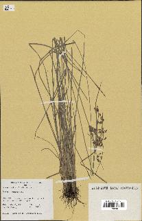 spécimen de Fimbristylis dichotoma