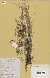 spécimen de Fimbristylis dichotoma