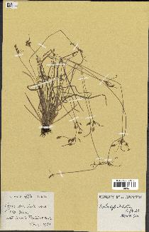spécimen de Fimbristylis dichotoma