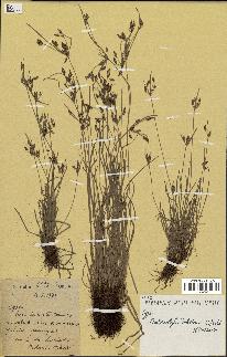spécimen de Fimbristylis dichotoma