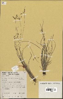 spécimen de Fimbristylis dichotoma