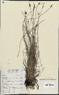 spécimen de Fimbristylis dichotoma