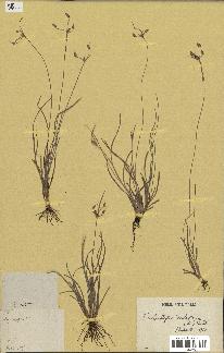 spécimen de Fimbristylis dichotoma