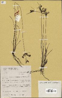 spécimen de Fimbristylis dichotoma