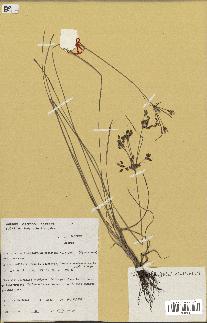 spécimen de Fimbristylis dichotoma
