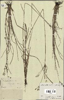 spécimen de Fimbristylis dichotoma
