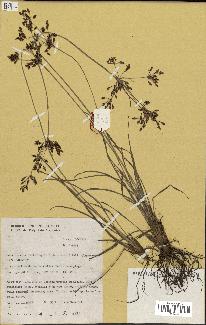 spécimen de Fimbristylis dichotoma