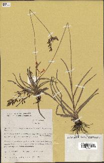 spécimen de Fimbristylis dichotoma