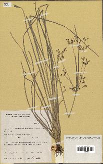 spécimen de Fimbristylis dichotoma