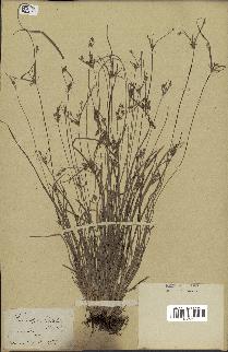 spécimen de Fimbristylis dichotoma