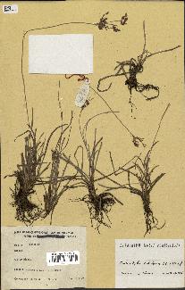 spécimen de Fimbristylis dichotoma
