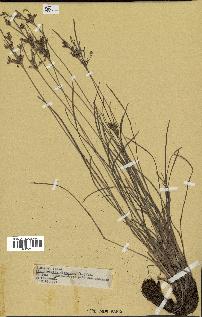spécimen de Fimbristylis dichotoma