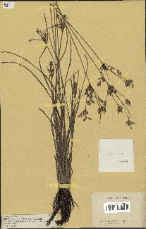 spécimen de Fimbristylis dichotoma
