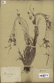 spécimen de Fimbristylis dichotoma