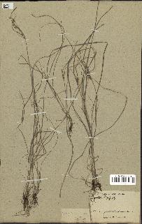 spécimen de Fimbristylis dichotoma