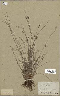 spécimen de Fimbristylis dichotoma