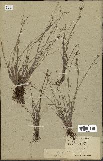 spécimen de Fimbristylis dichotoma
