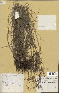 spécimen de Fimbristylis dichotoma