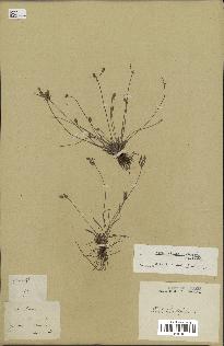 spécimen de Fimbristylis dichotoma