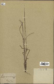 spécimen de Fimbristylis dichotoma