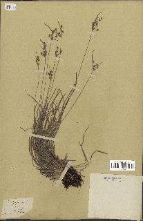 spécimen de Fimbristylis dichotoma