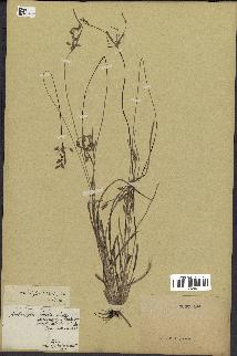 spécimen de Fimbristylis dichotoma
