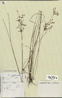 spécimen de Fimbristylis dichotoma