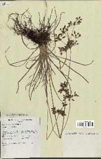 spécimen de Fimbristylis dichotoma