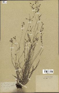 spécimen de Fimbristylis dichotoma