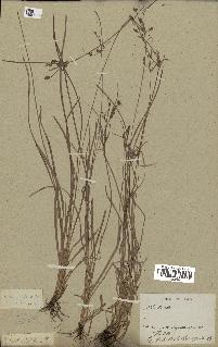 spécimen de Fimbristylis dichotoma