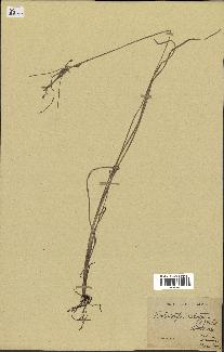 spécimen de Fimbristylis dichotoma
