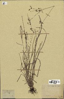 spécimen de Fimbristylis dichotoma