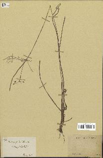 spécimen de Fimbristylis dichotoma