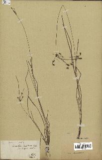 spécimen de Fimbristylis dichotoma