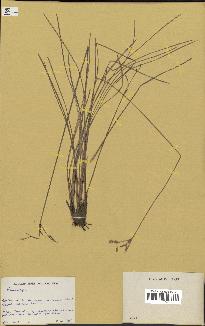 spécimen de Fimbristylis dichotoma