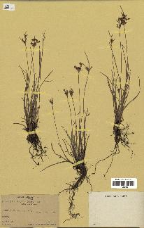 spécimen de Fimbristylis dichotoma